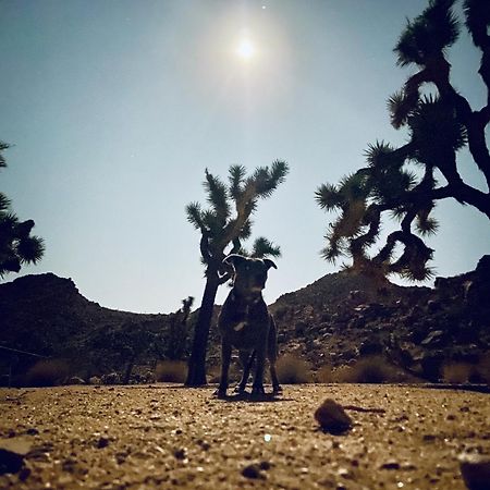 Epic Views, Huge House, Acres Of J-Trees To Explore, Hot Tub, Pool, Ac, And Mini-Golf Joshua Tree Zewnętrze zdjęcie